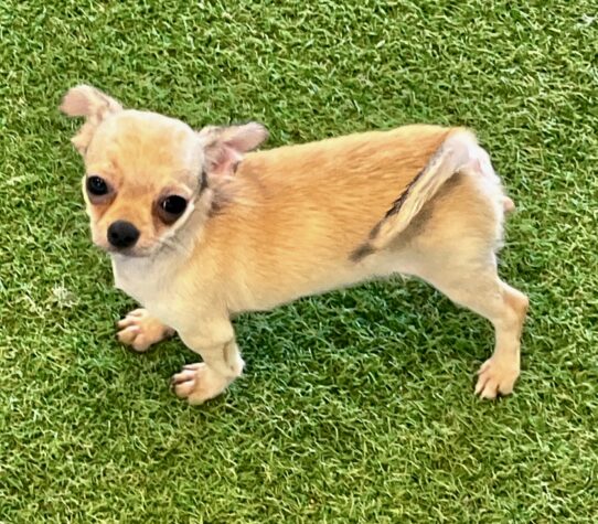 [#252289-01] Chocolate Merle M Chihuahua Puppies For Adoption