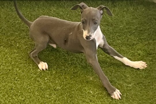 [#252246-06] Blue / White M Italian Greyhound Puppies For Adoption