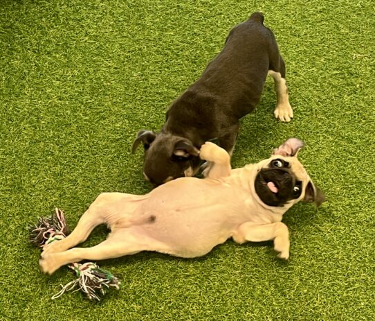 [#252150-02] Fawn M Pug Puppies For Adoption