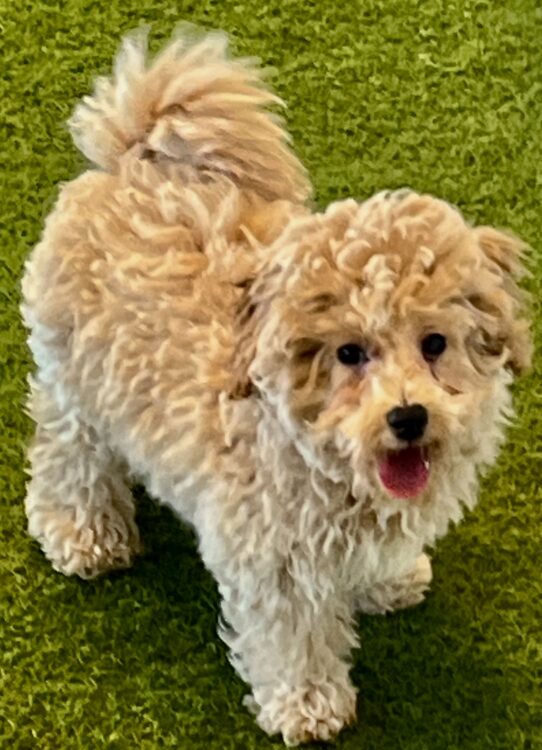 [#252318-01] Apricot M Bichapoo Puppies For Adoption