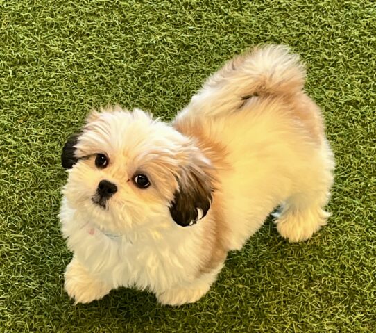 [#252249-07] Gold / White F Lhasa Apso Puppies For Adoption