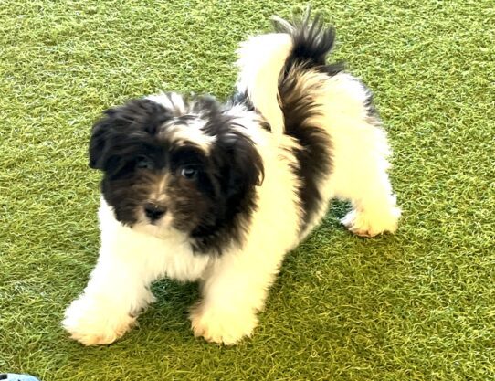 [#252131-01] Black / White M Teddy Bear Puppies For Adoption