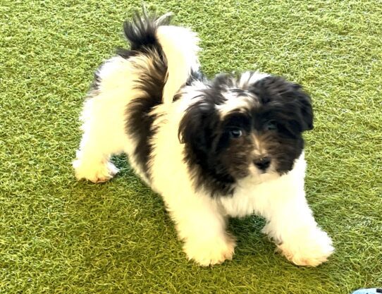 [#252131-07] Black / White F Teddy Bear Puppies For Adoption