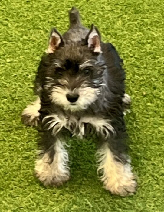 [#252385-01] Black / Silver M Miniature Schnauzer Puppies For Adoption
