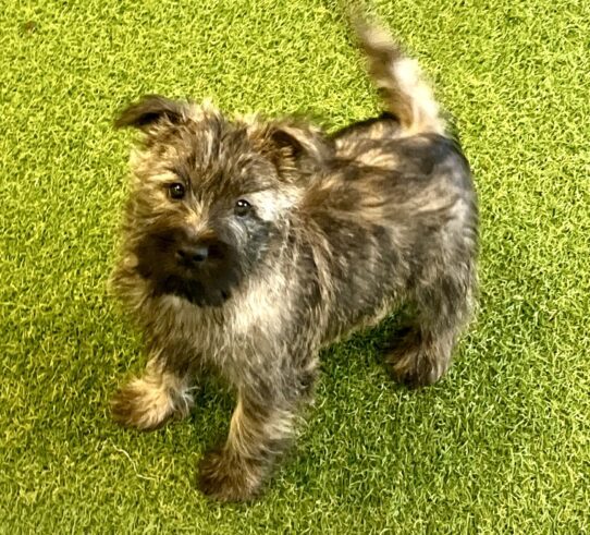 [#252334-01] Brindle M Cairn Terrier Puppies For Adoption