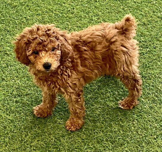 [#252386-02] Red M Poodle Mini Puppies For Adoption