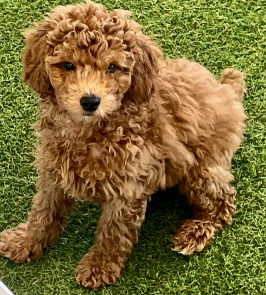 [#252386-05] Red F Poodle Mini Puppies For Adoption