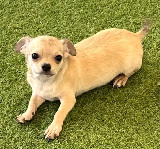 [#252289-01] Chocolate Merle M Chihuahua Puppies For Adoption