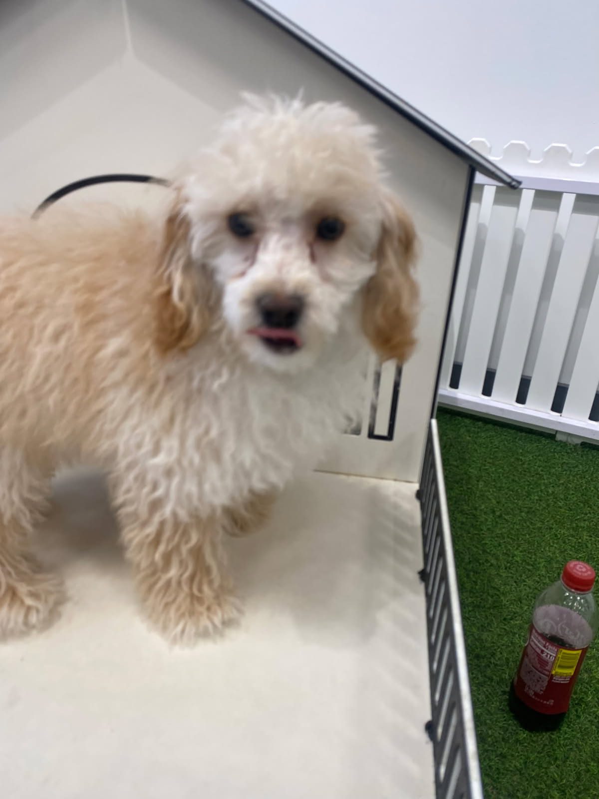 [#25661-02] Apricot M Poodle Mini Puppies For Adoption