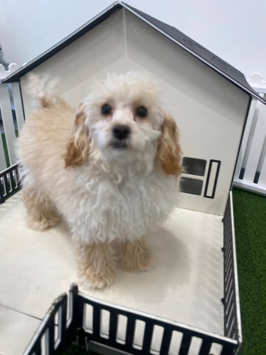[#25661-05] Cream F Poodle Mini Puppies For Adoption