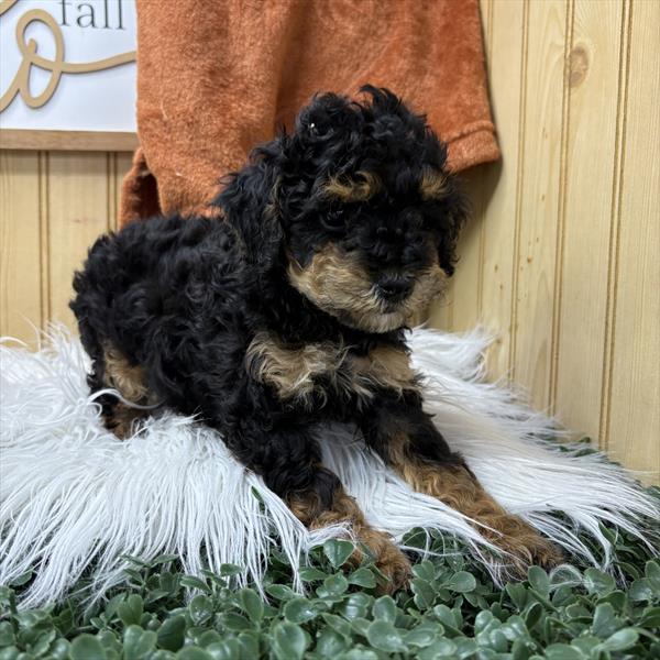 Poodle Mini - 5964674 Image #1