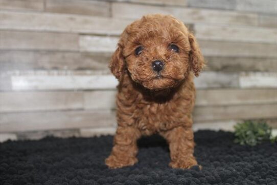[#252397-01] Red M Poodle Mini Puppies For Adoption