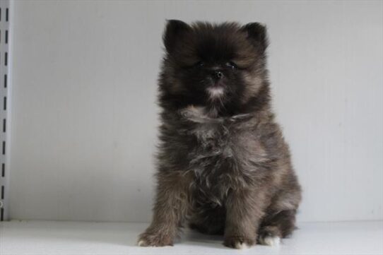 [#252328-01] Sable M Pomeranian Puppies For Adoption