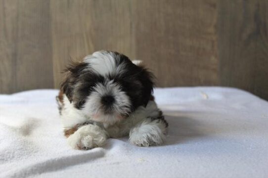[#252276-05] Brindle / White F Shih Tzu Puppies For Adoption