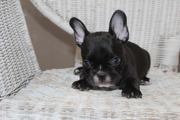French Bulldog - 5964685 Image #1