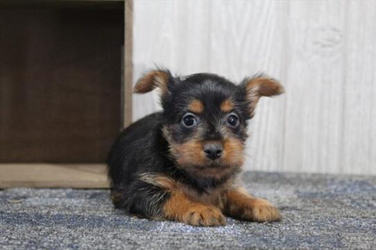 [#252681-02] Black / Tan M Silky Terrier Puppies For Adoption