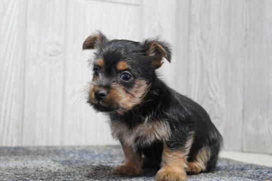 [#252681-03] Black / Tan M Silky Terrier Puppies For Adoption