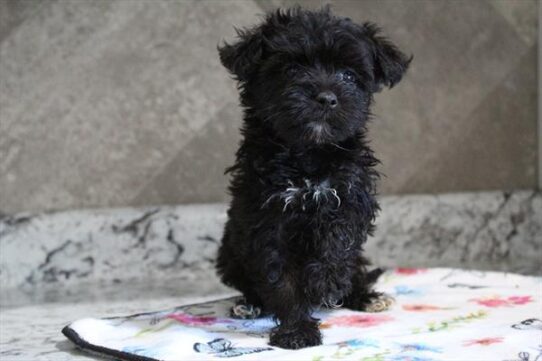 [#252382-05] Black F Hybrid Puppies For Adoption