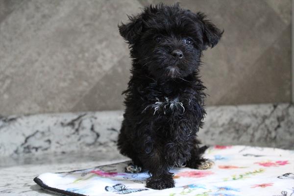 Hybrid - 5964675 Image #1