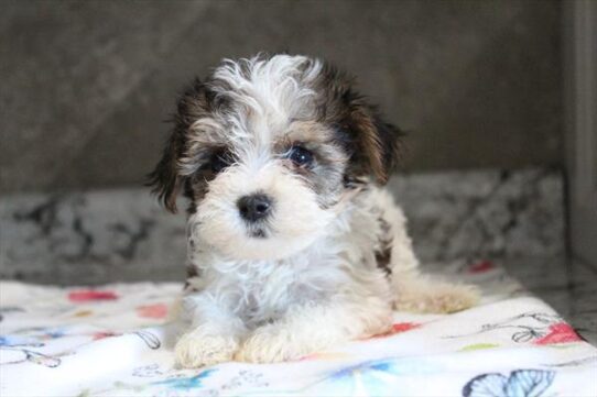 [#252382-03] Tri-Colored F Hybrid Puppies For Adoption