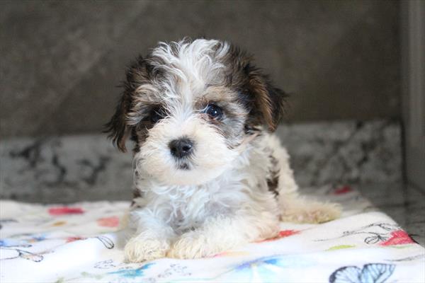 Hybrid - 5964693 Image #1