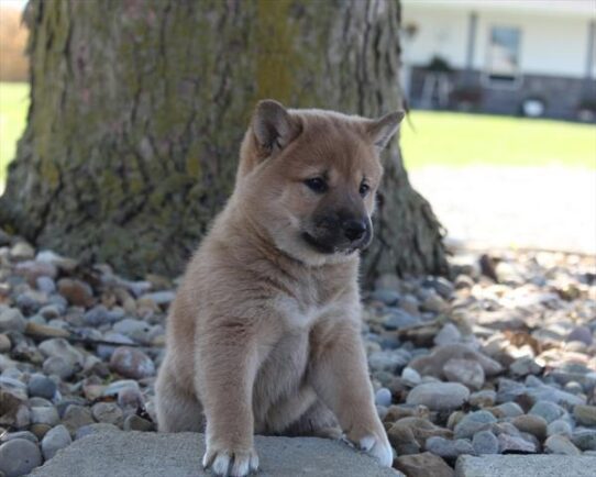 [#252359-03] Red Sesame F Shiba Inu Puppies For Adoption