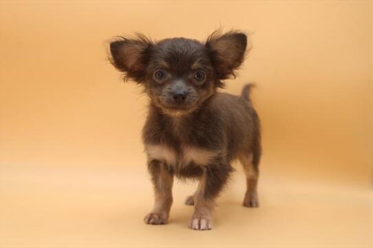 [#252082-02] Blue M Chihuahua Puppies For Adoption