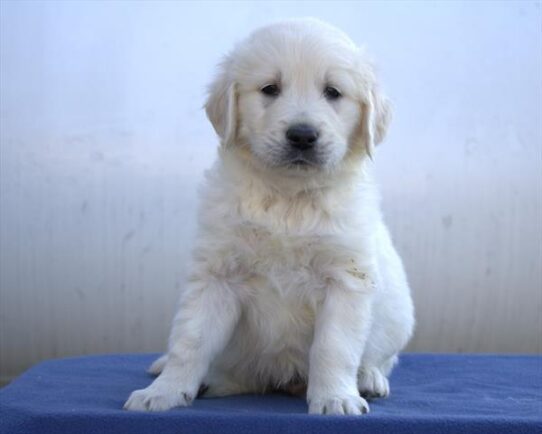 [#252425-01] Cream M Golden Retriever Puppies For Adoption