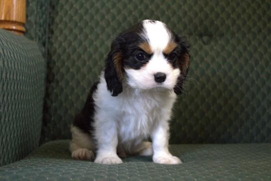 [#252726-03] Tri-Colored M Cavalier King Charles Spaniel Puppies For Adoption