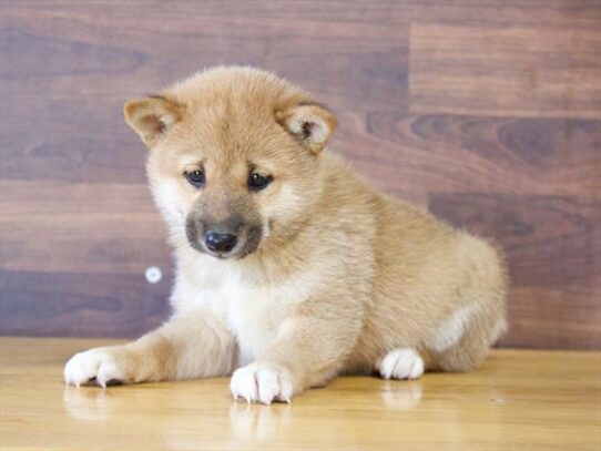 [#252426-02] Red F Shiba Inu Puppies For Adoption