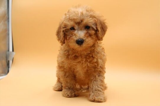 [#252341-02] Red M Poodle Mini Puppies For Adoption