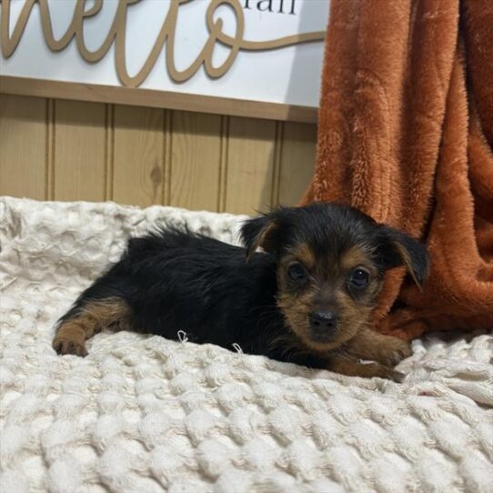 [#252581-06] Black / Tan F Yorkshire Terrier Puppies For Adoption