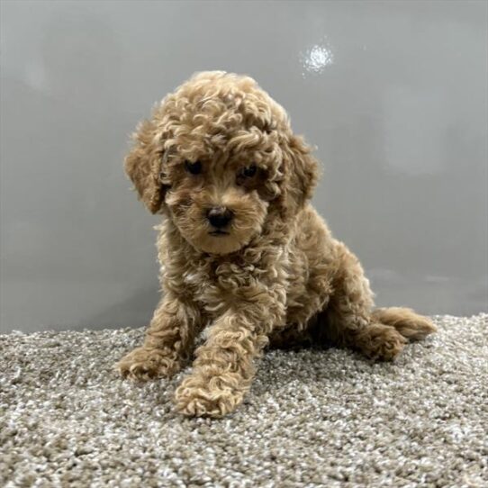 [#252404-02] Cream M Cavapoo Puppies For Adoption