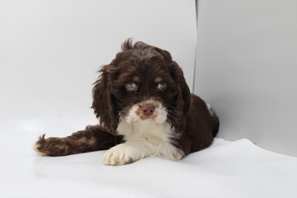 Cocker Spaniel - 5964690 Image #1