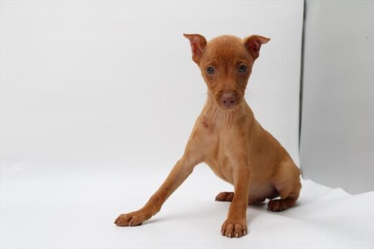 [#252785-01] Chocolate / Rust M Miniature Pinscher Puppies For Adoption