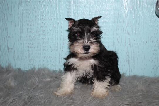 [#252391-01] Black / Silver M Miniature Schnauzer Puppies For Adoption