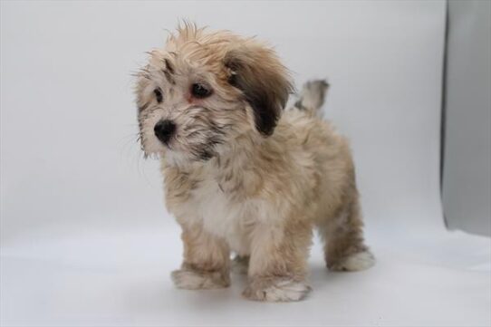 [#252769-01] Sable M Coton de Tulear Puppies For Adoption