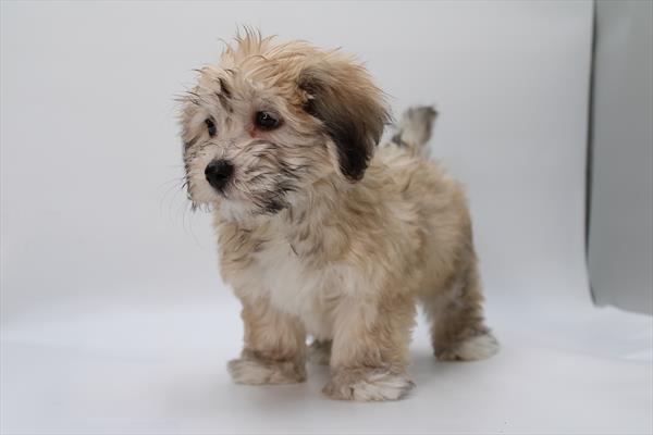 Coton de Tulear - 5964676 Image #1