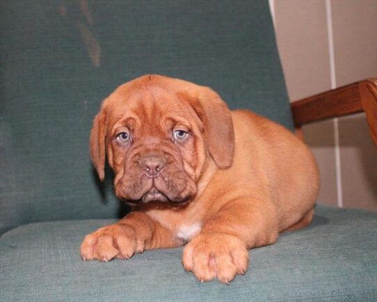 [#252819-07] Red F Dogue de Bordeaux Puppies For Adoption