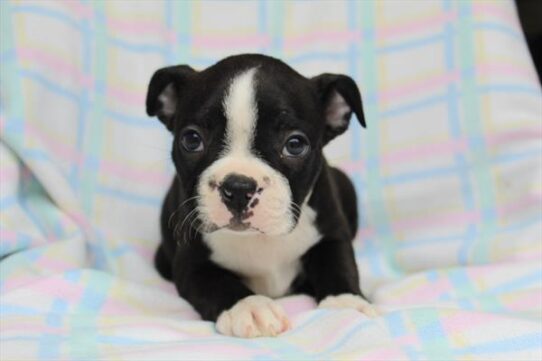 [#252655-01] Black / White M Boston Terrier Puppies For Adoption