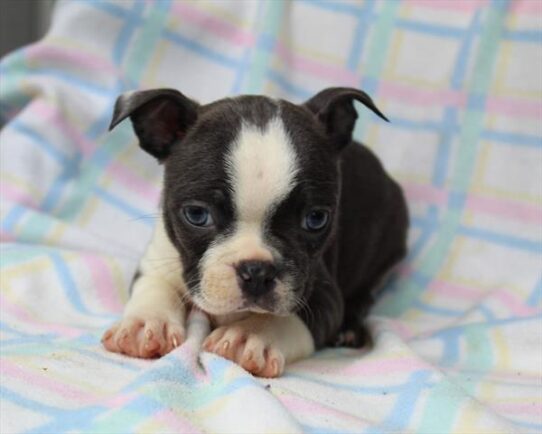 [#252656-05] Blue / White F Boston Terrier Puppies For Adoption