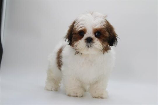[#252378-04] Red / White M Shih Tzu Puppies For Adoption