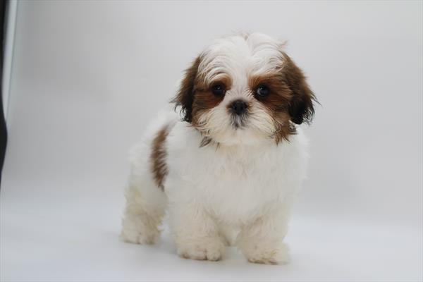 Shih Tzu - 5964692 Image #1