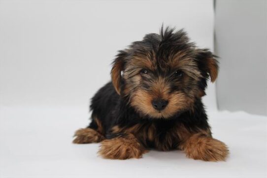 [#252411-02] Black / Tan M Yorkshire Terrier Puppies For Adoption