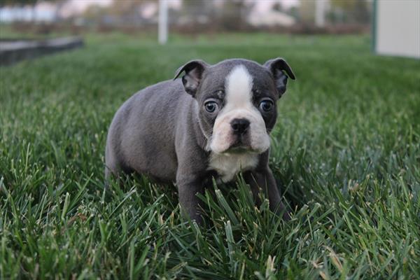 Boston Terrier - 5964696 Image #1