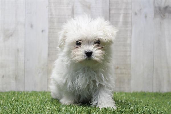 Maltese - 5964700 Image #1