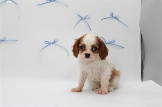 [#252638-04] Blenheim F Cavalier King Charles Spaniel Puppies For Adoption