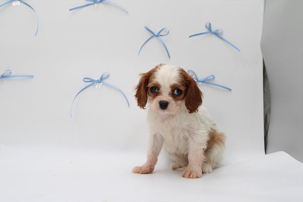 Cavalier King Charles Spaniel - 5964691 Image #1