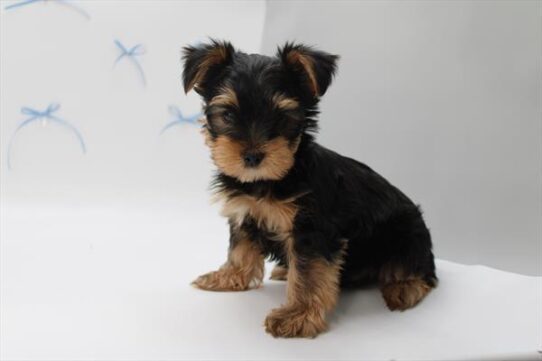 [#252517-01] Black / Tan M Yorkshire Terrier Puppies For Adoption