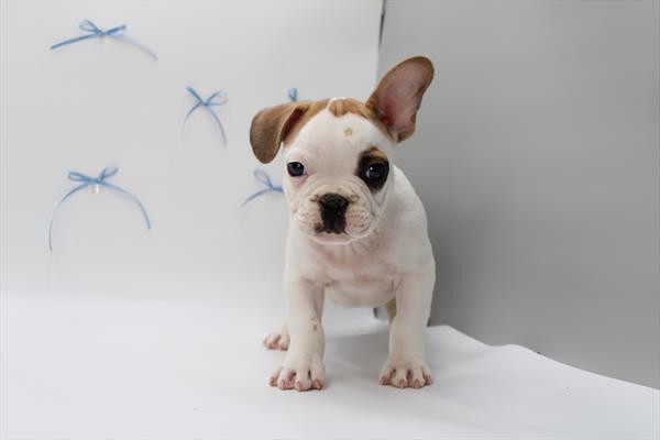 French Bulldog - 5964689 Image #1